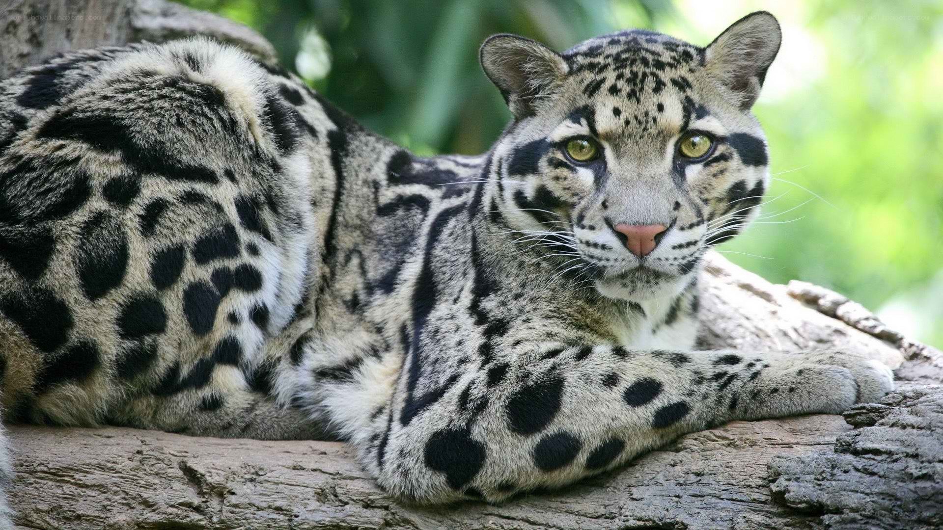 Clouded leopard resting on a log
