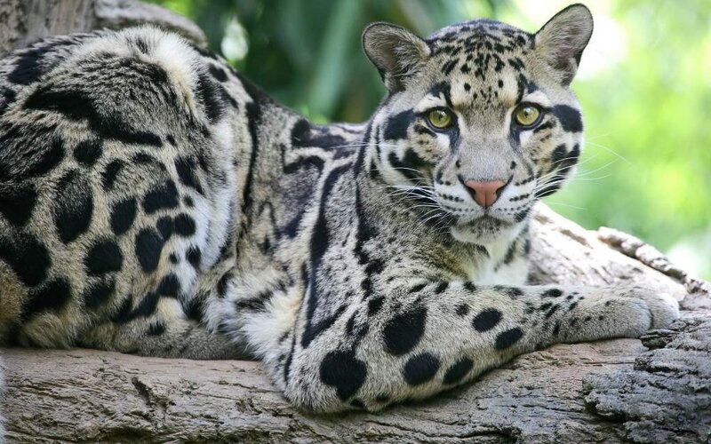 Clouded leopard resting on a log