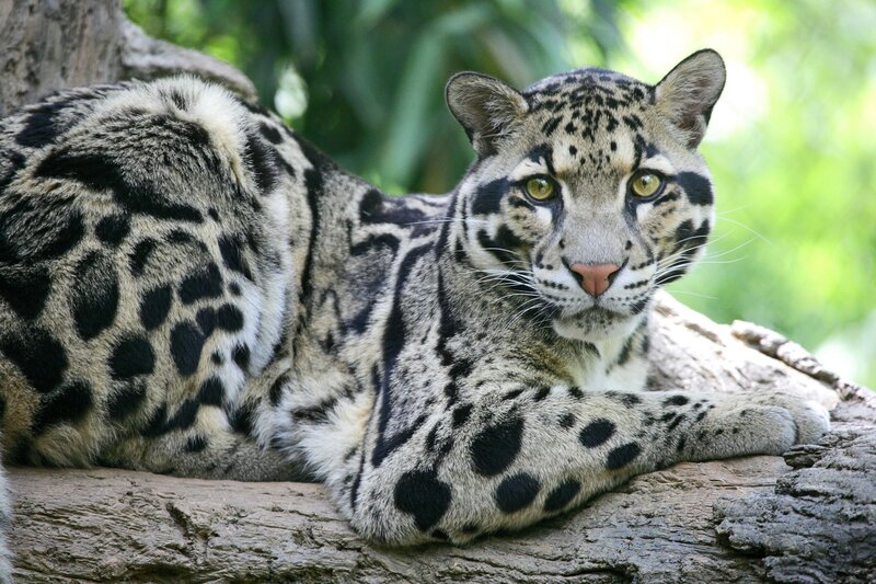 Clouded leopard resting on a log