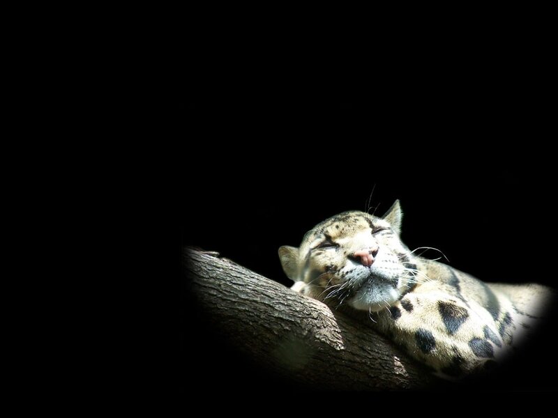 Clouded leopard resting on branch