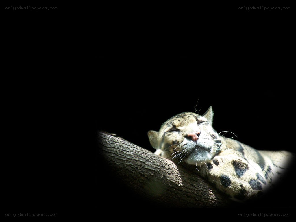 Clouded leopard resting on branch
