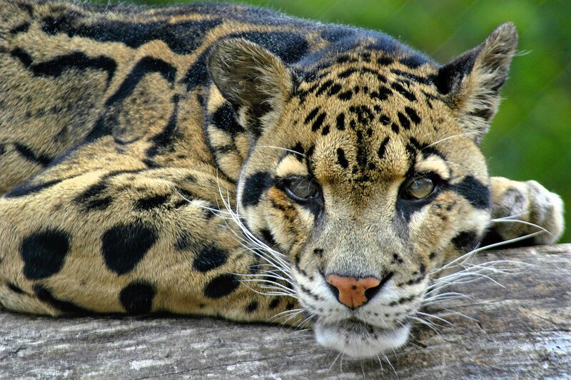 Clouded leopard resting on log