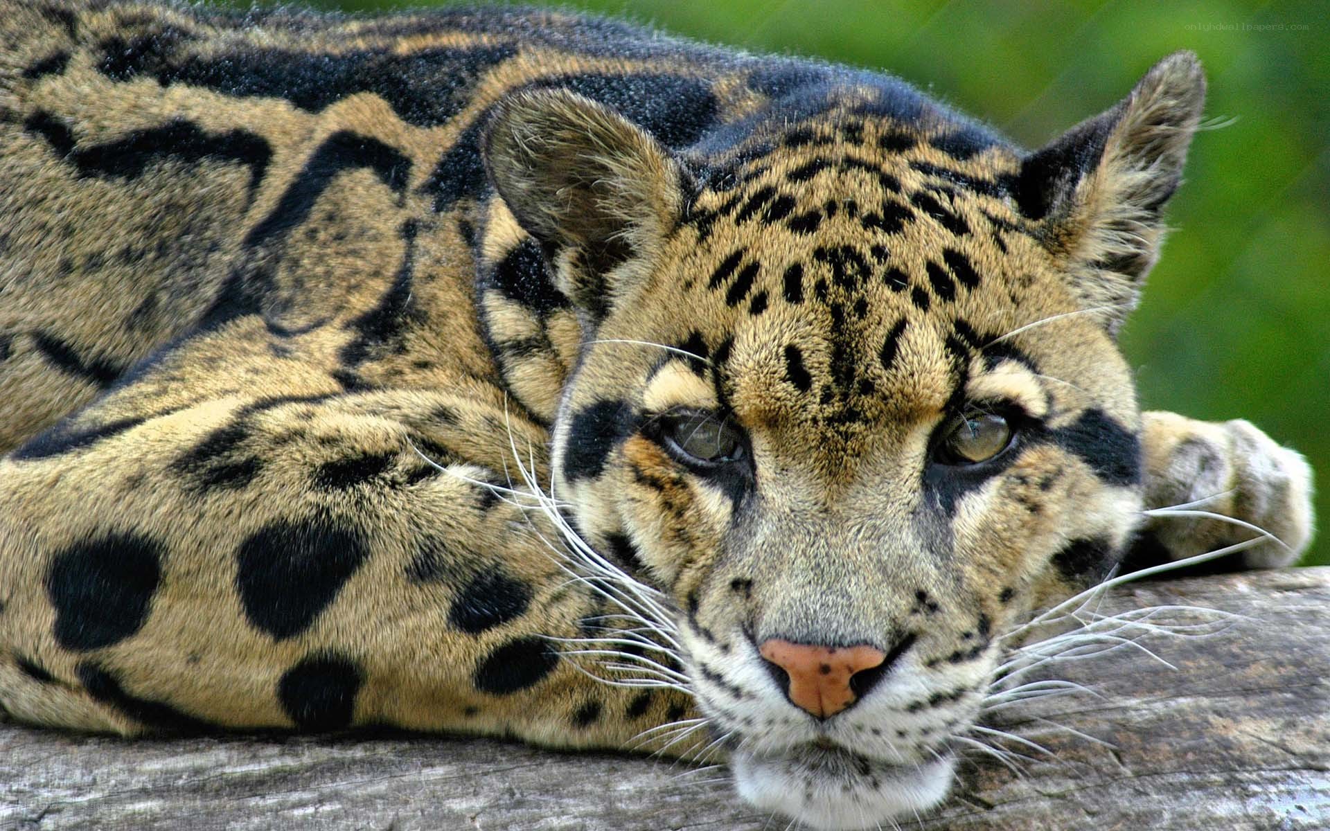 Clouded leopard resting on log