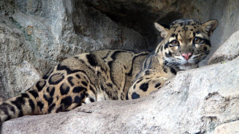Clouded leopard resting on rock