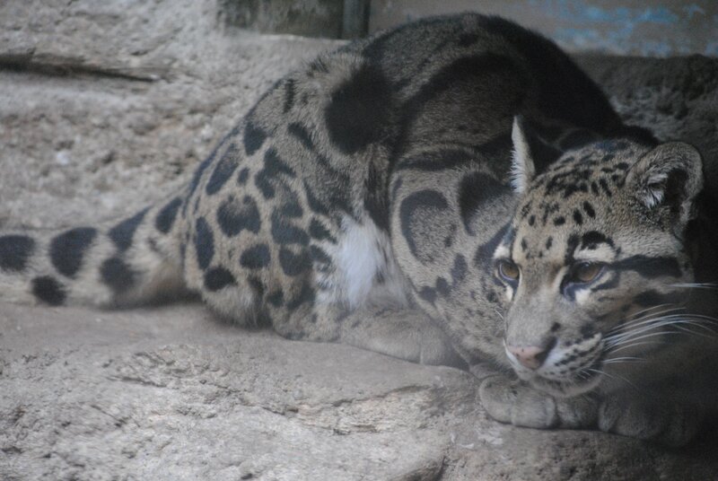 Clouded leopard resting
