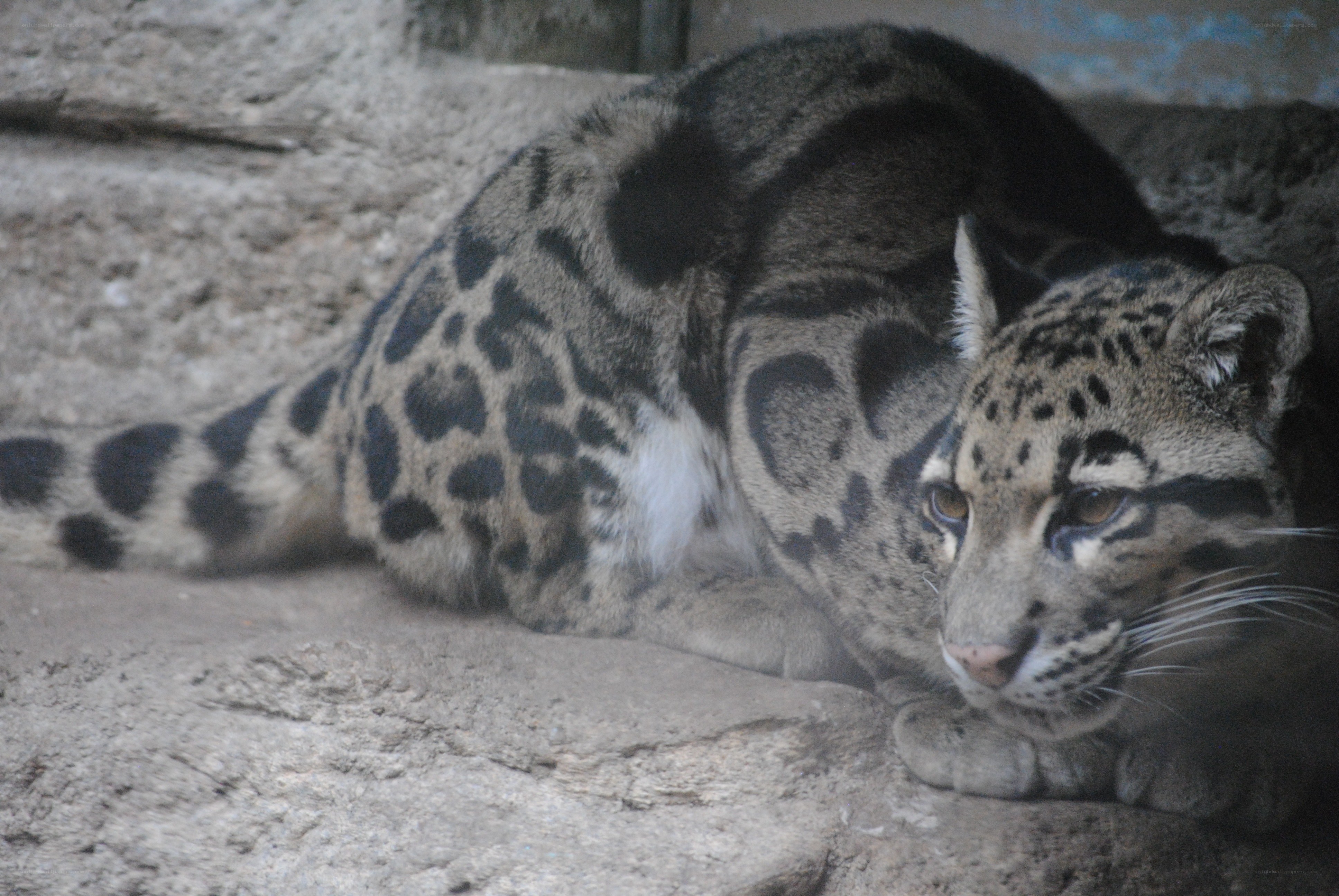 Clouded leopard resting