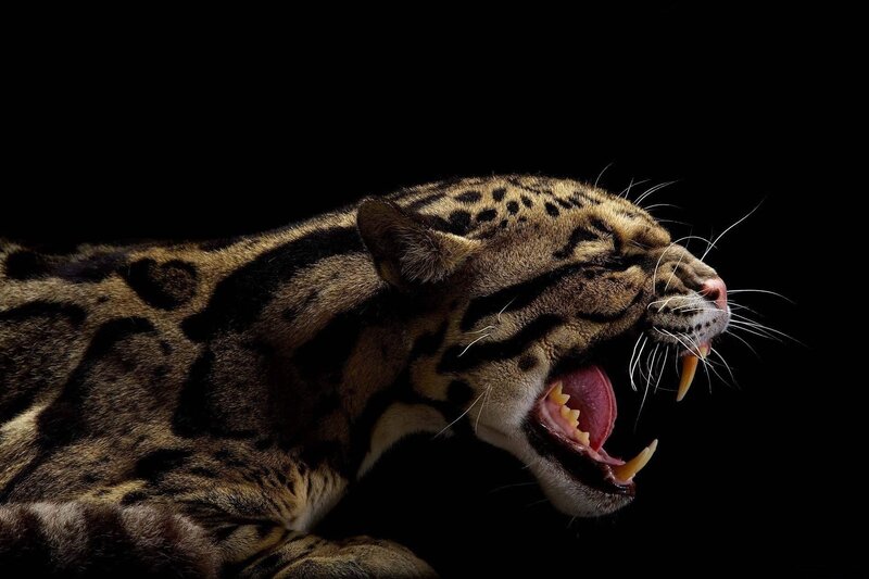 Clouded Leopard Roaring — Black, Dramatic, Photograph, Open Mouth