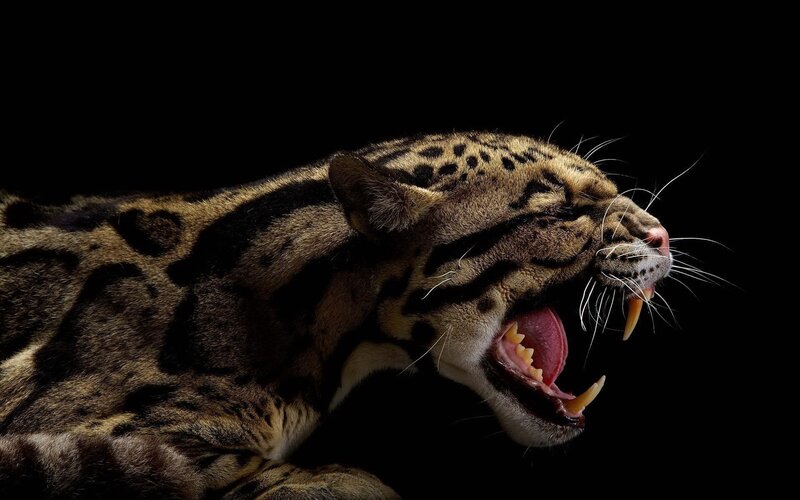 Clouded Leopard Roaring — Black, Dramatic, Photograph
