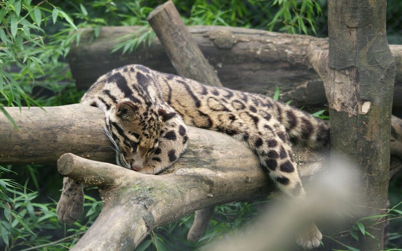 Clouded Leopard Sleeping