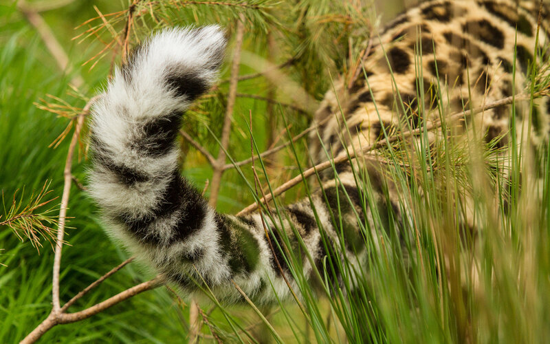 Clouded Leopard Tail