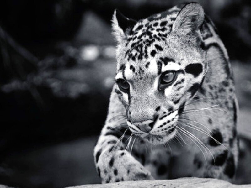 Clouded Leopard
