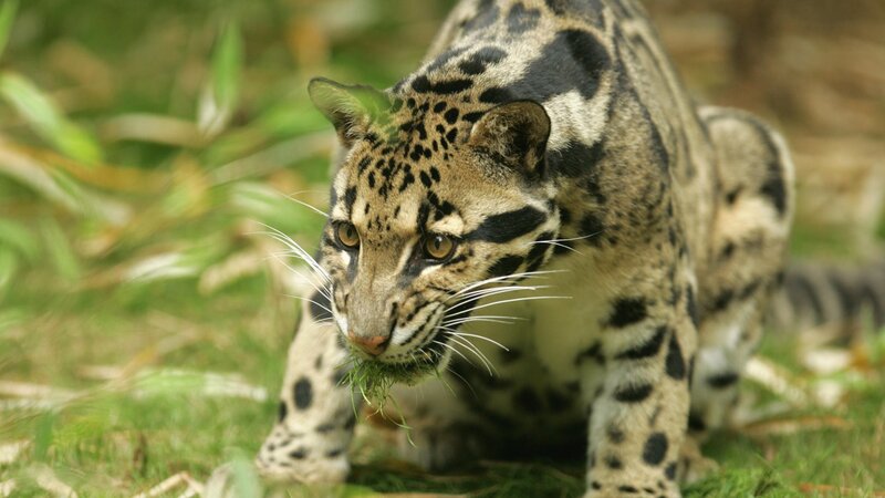 Clouded Leopard Walking — Green
