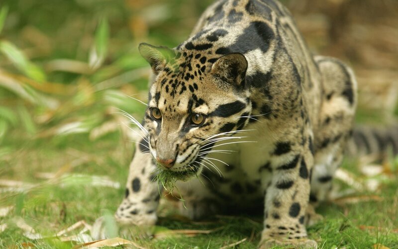 Clouded Leopard Walking
