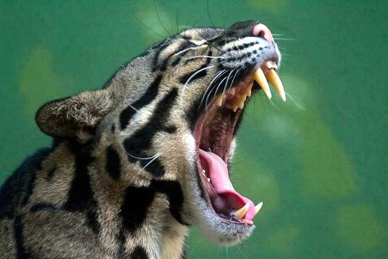 Clouded Leopard Yawning