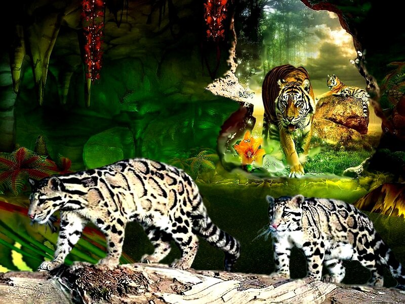 Clouded Leopards and Tigers