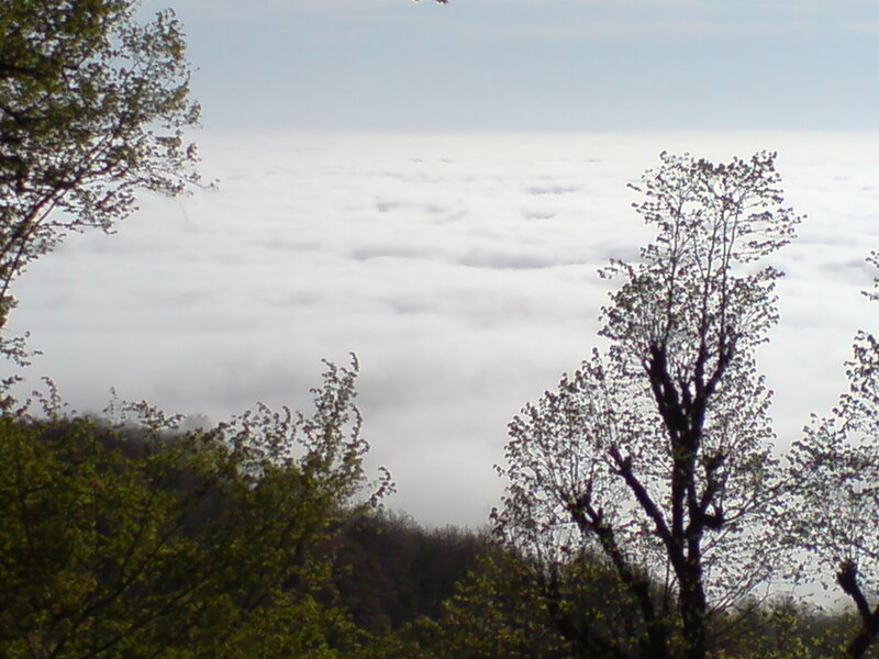 clouds above the forest
