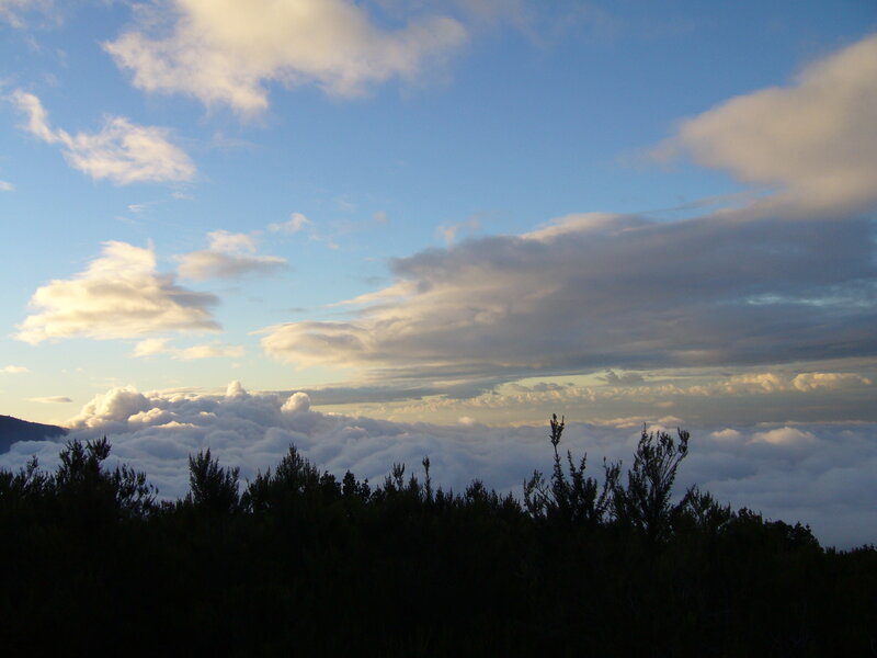 Clouds above the treetops