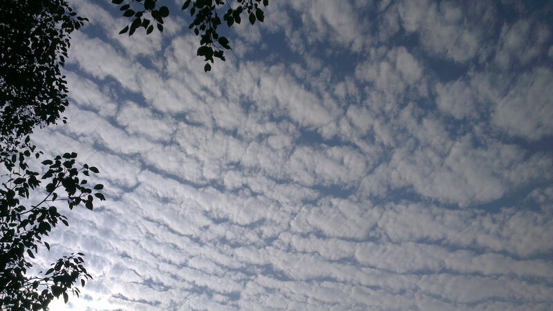Clouds Above Tree Branches — Blue