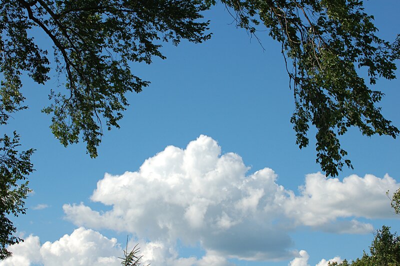 Clouds above tree branches