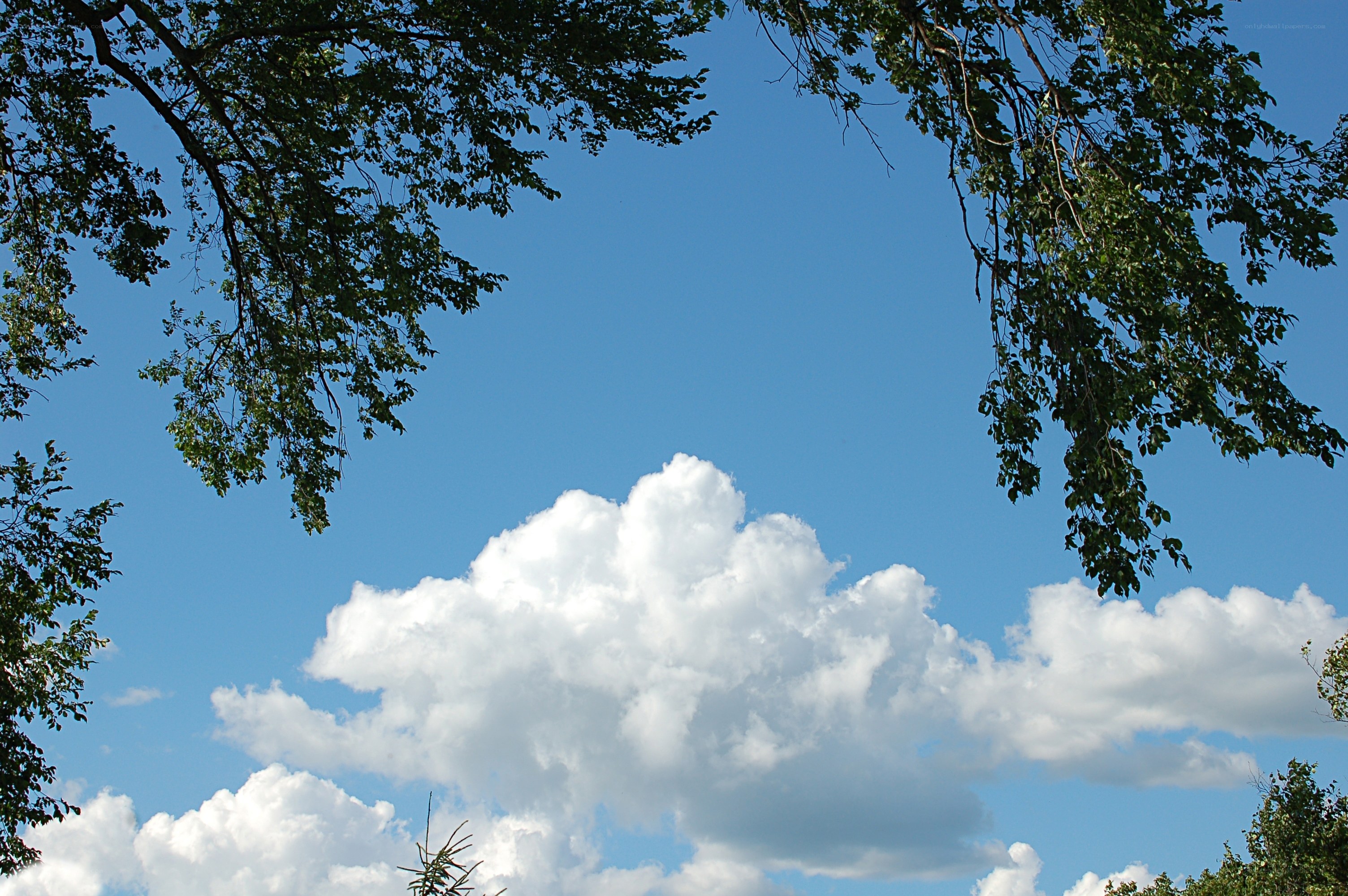 Clouds above tree branches