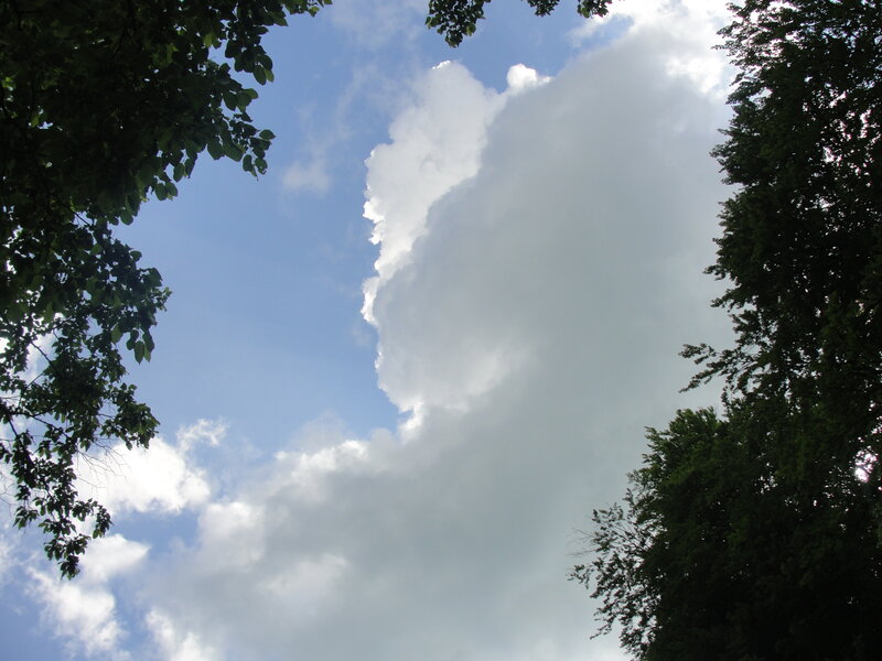 clouds above tree canopy