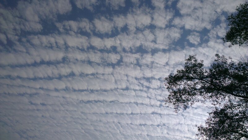Clouds and Tree Branches