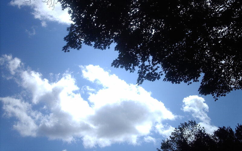 Clouds and Tree Canopy