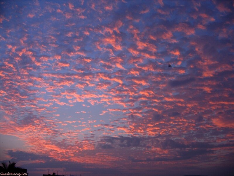 Clouds at Sunset — Pink, Dramatic, Photograph, Sky, Bird