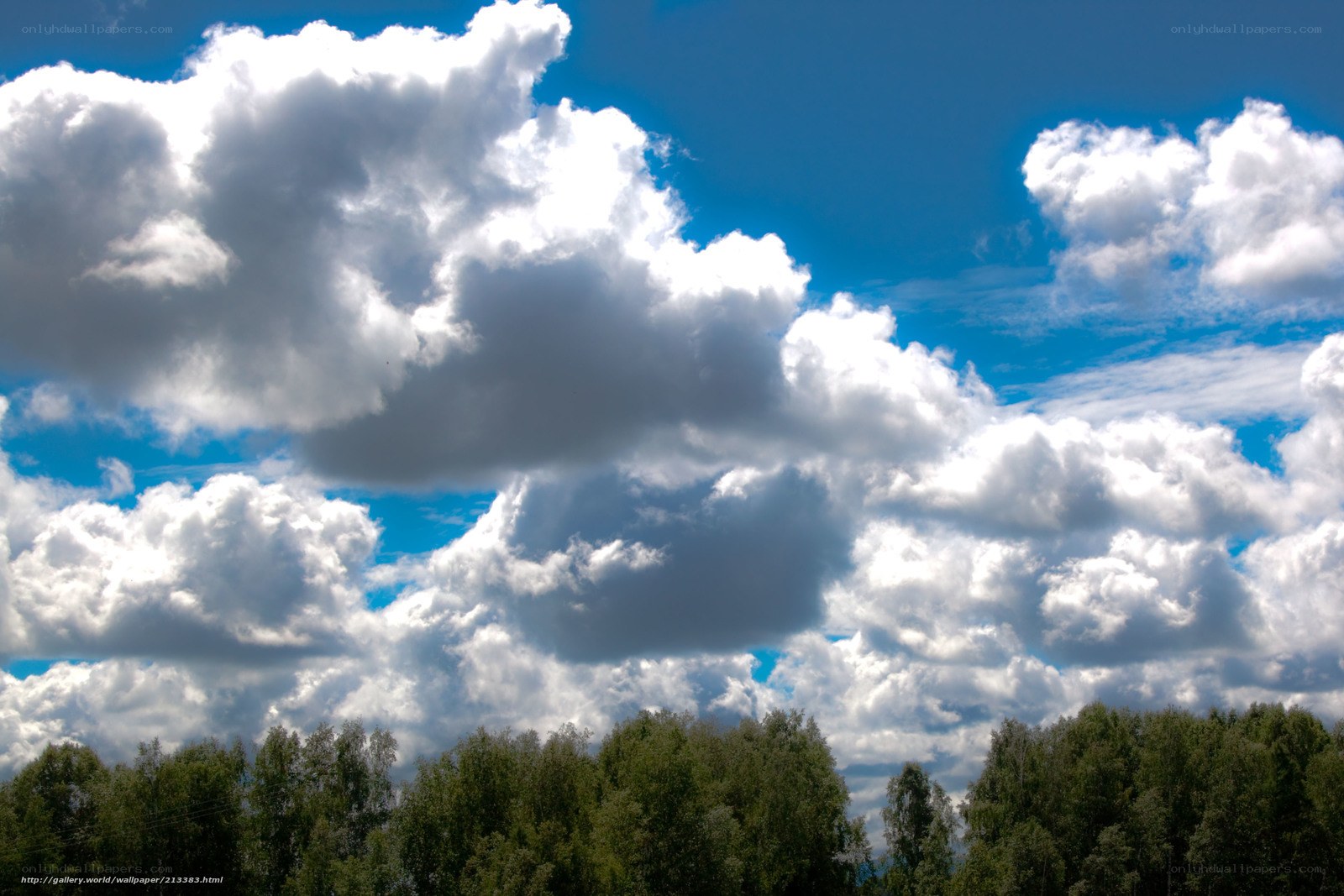 Clouds over a forest