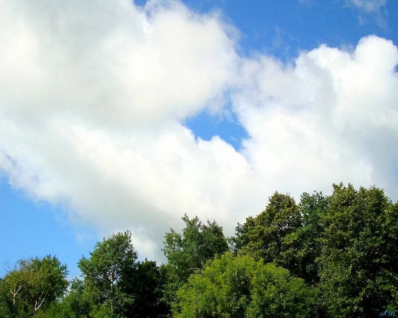 clouds over green trees