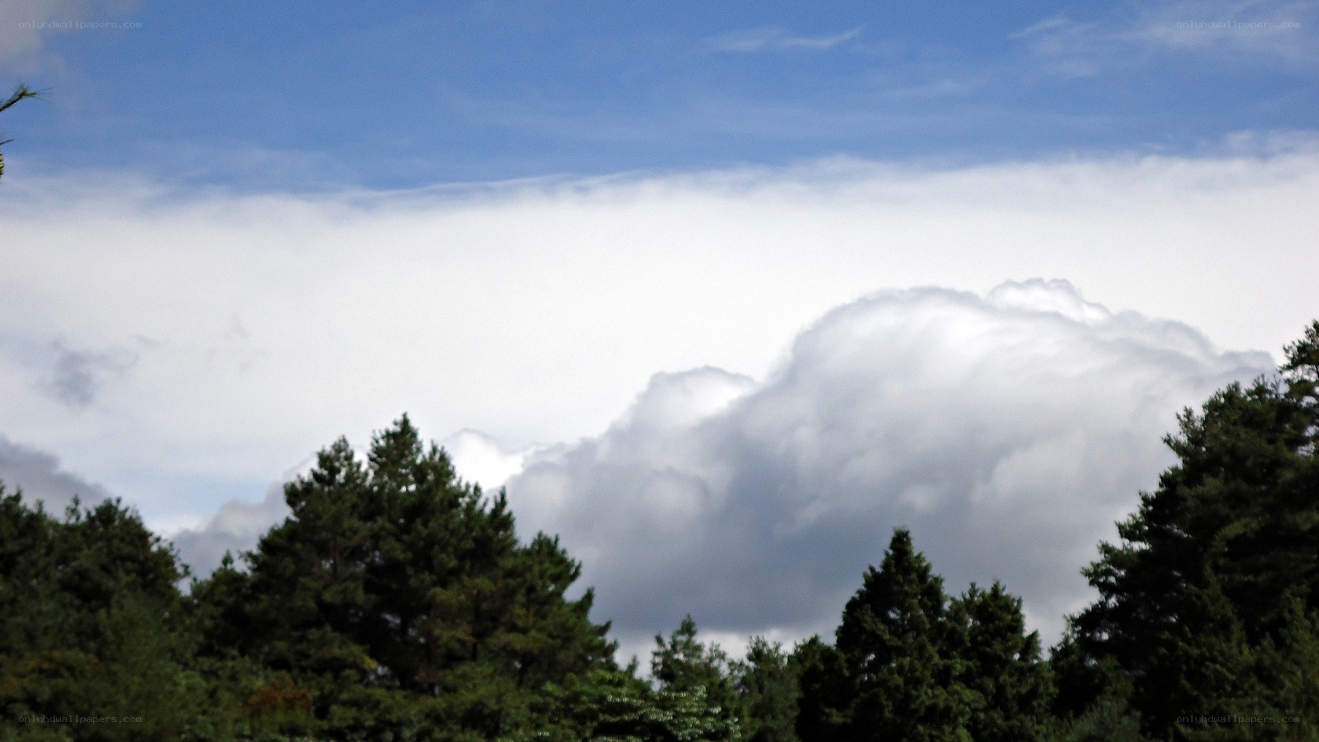 clouds over pine trees