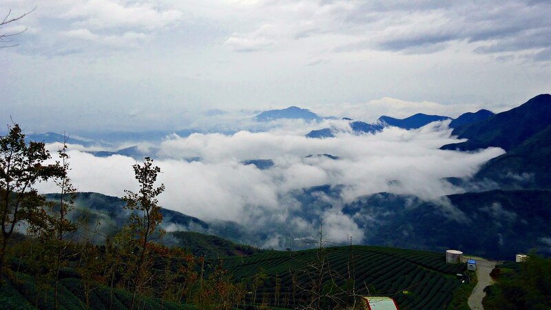 Clouds over tea fields
