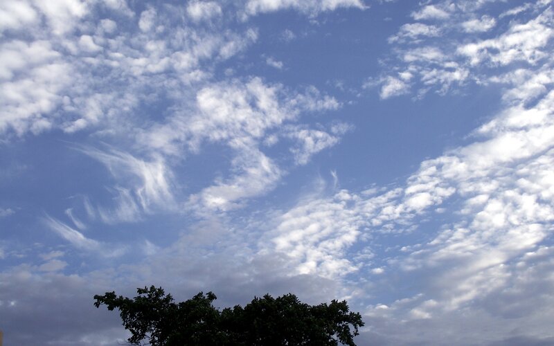 Clouds over Tree Canopy