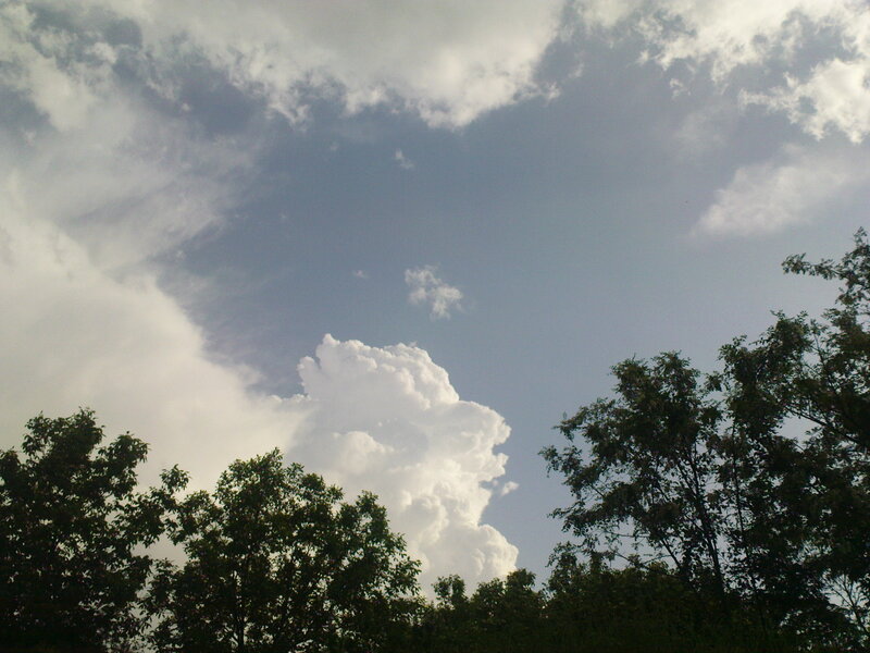 Clouds over tree tops