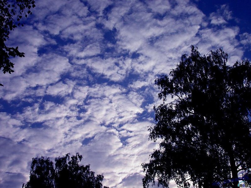 Clouds over trees at dusk