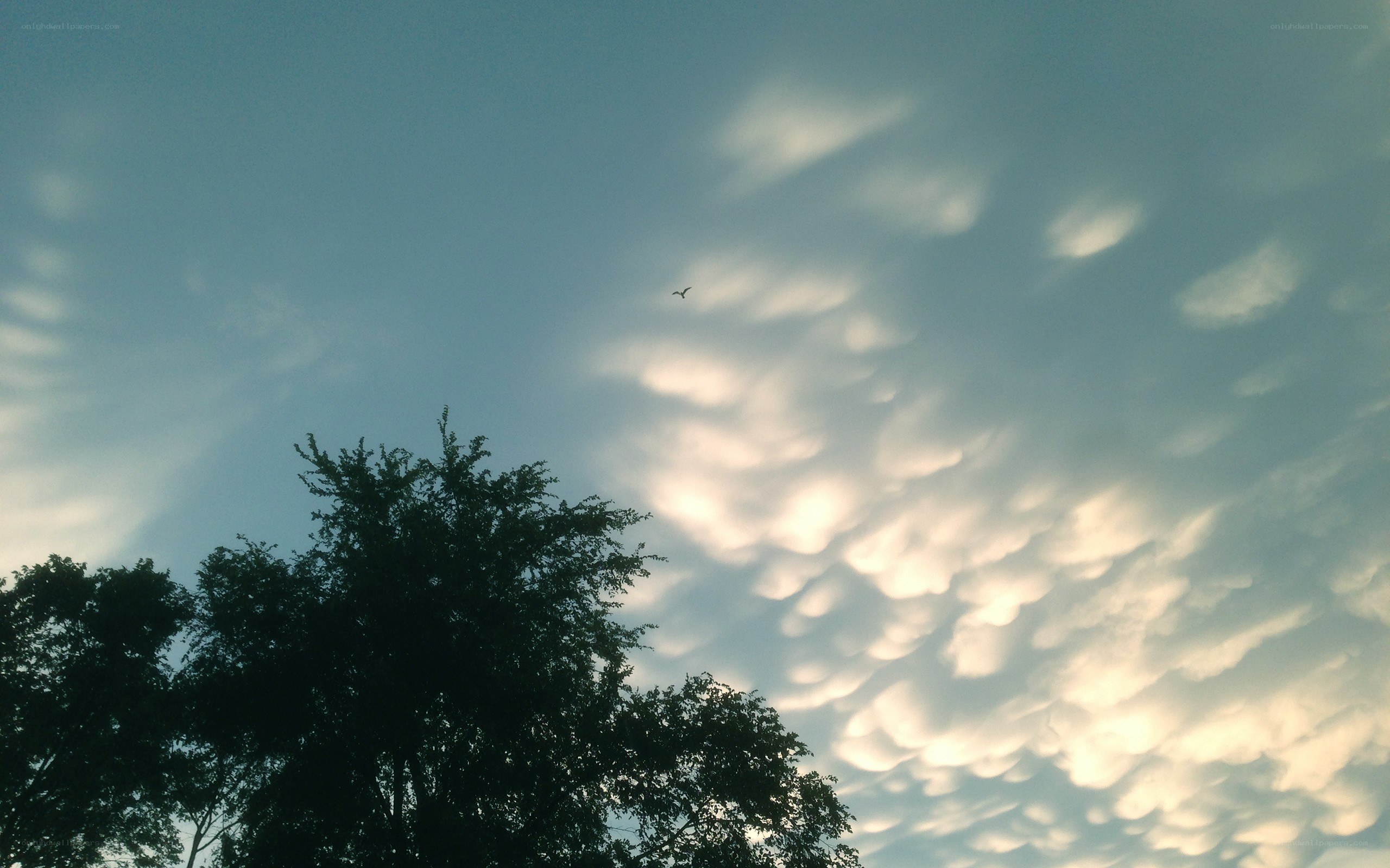 clouds over trees at dusk