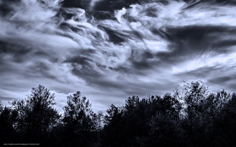 Clouds over Trees — Black