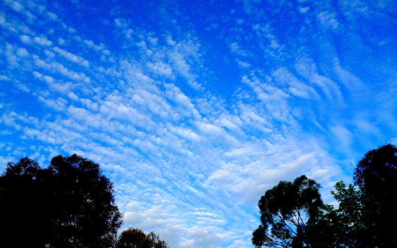 Clouds over Trees — Blue, Serene, Afternoon