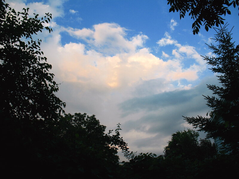 Clouds over Trees — Blue, Serene, Sunset
