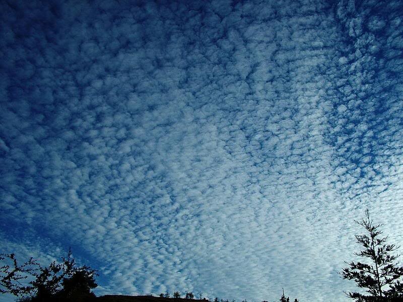 Clouds over Trees — Blue, Serene