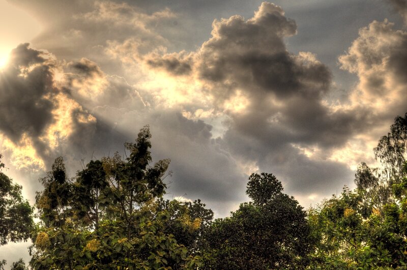 Clouds over Trees