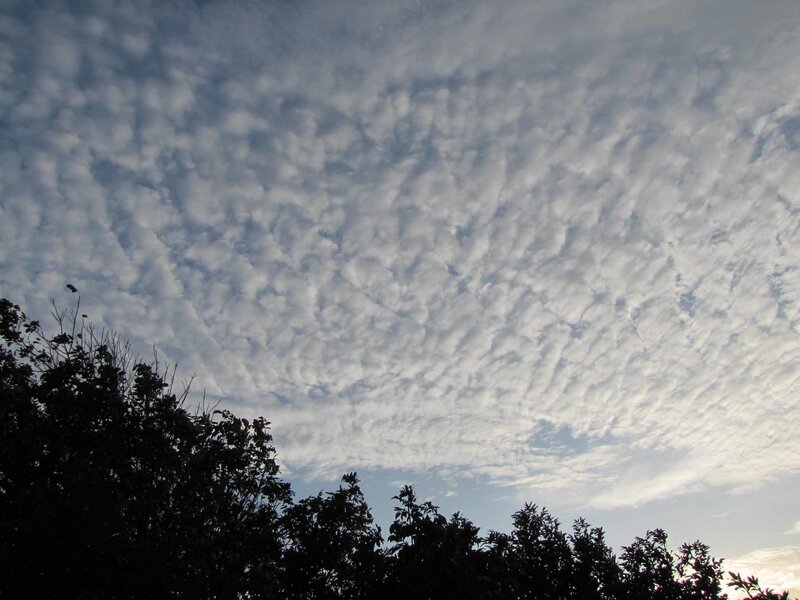 Clouds over Trees — White