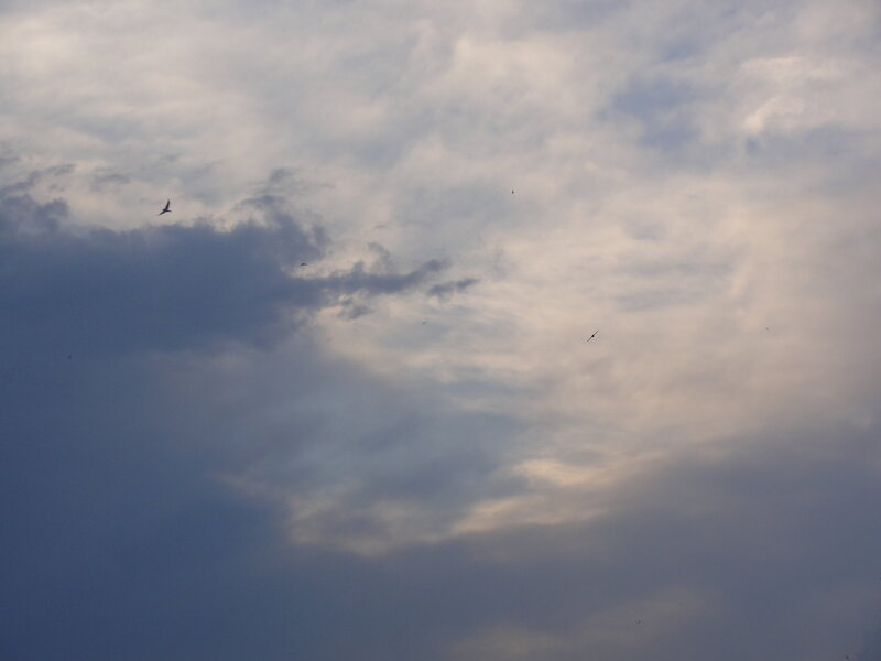 clouds with birds flying