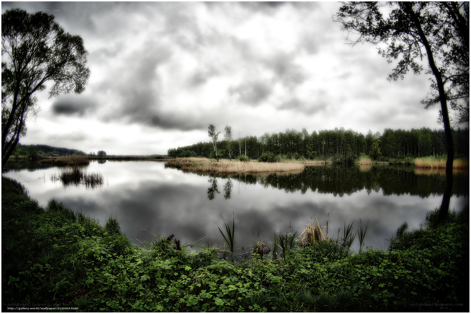 Cloudy lake with forest reflection