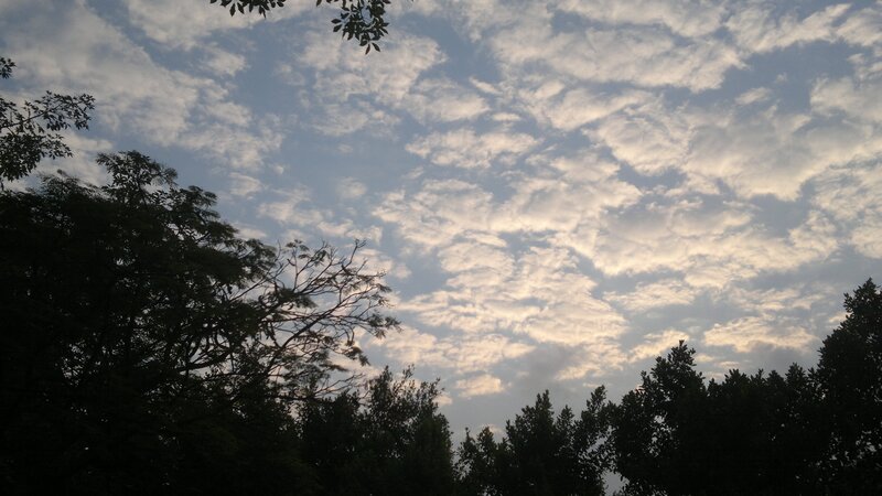 Cloudy Sky Above Trees