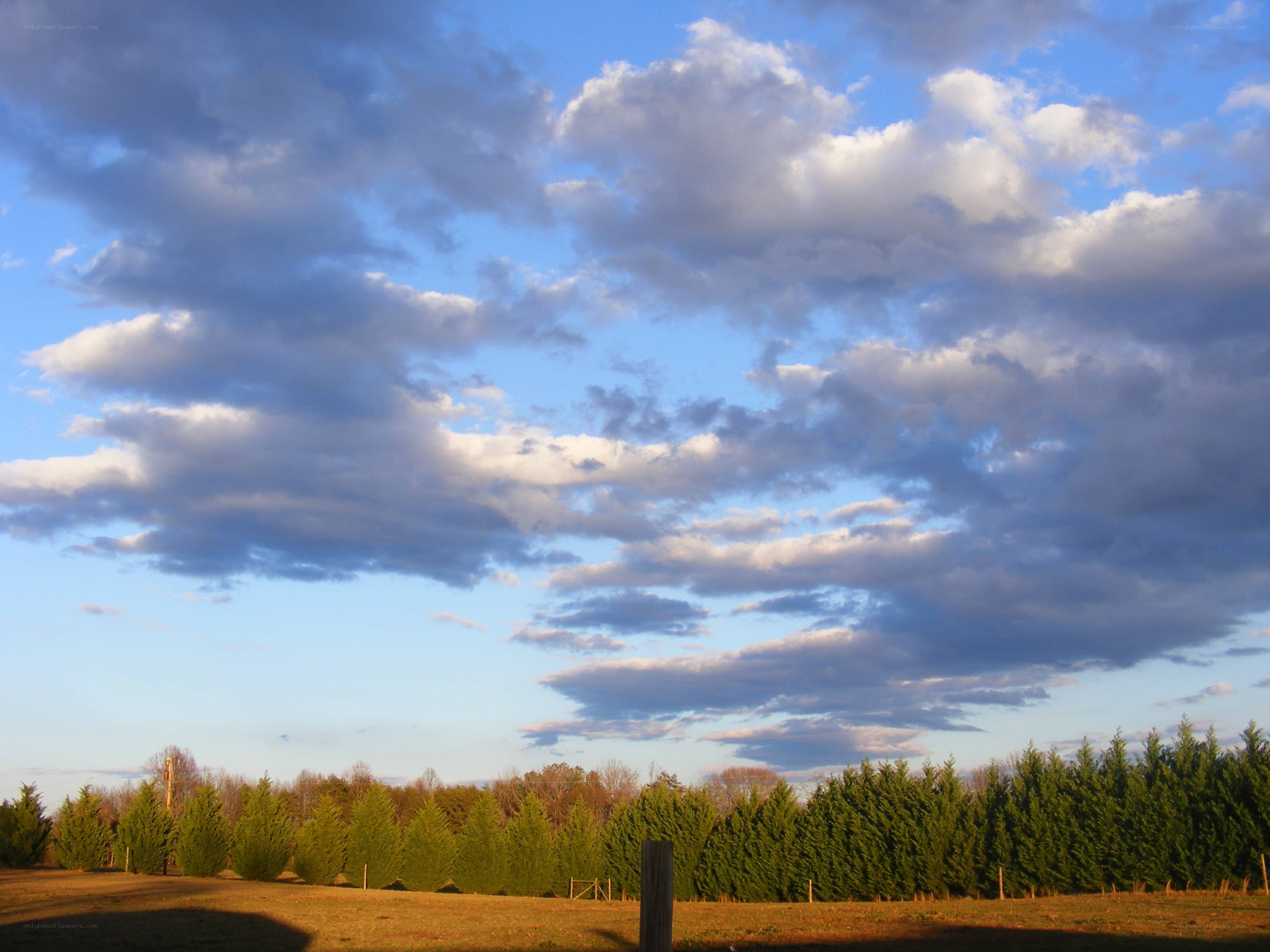 Cloudy sky over a tree farm