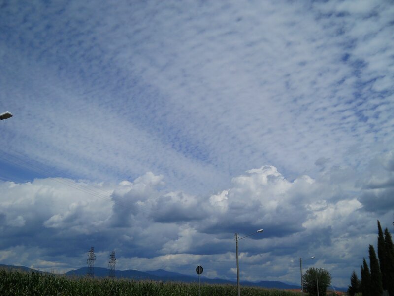 Cloudy sky over cornfield