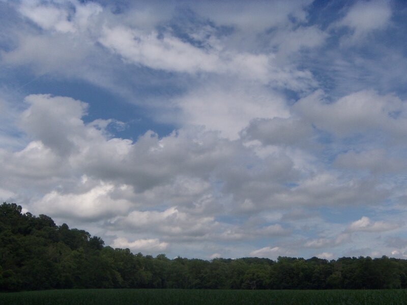 Cloudy Sky over Forest — Blue