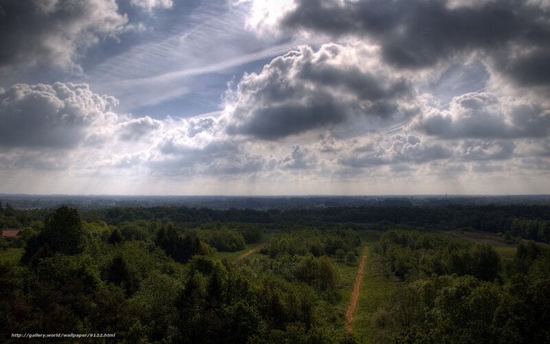 Cloudy Sky Over Forest