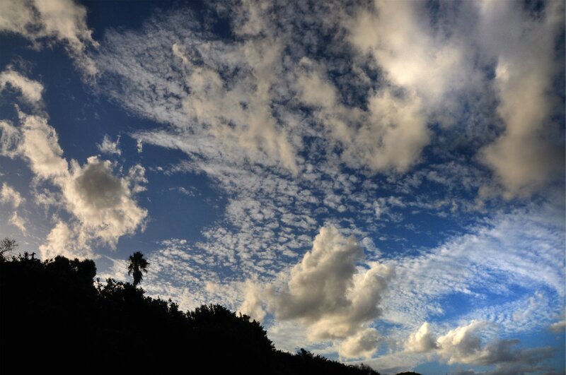 Cloudy Sky over Trees — Blue, Dramatic, Afternoon, Photograph, Palm Tree